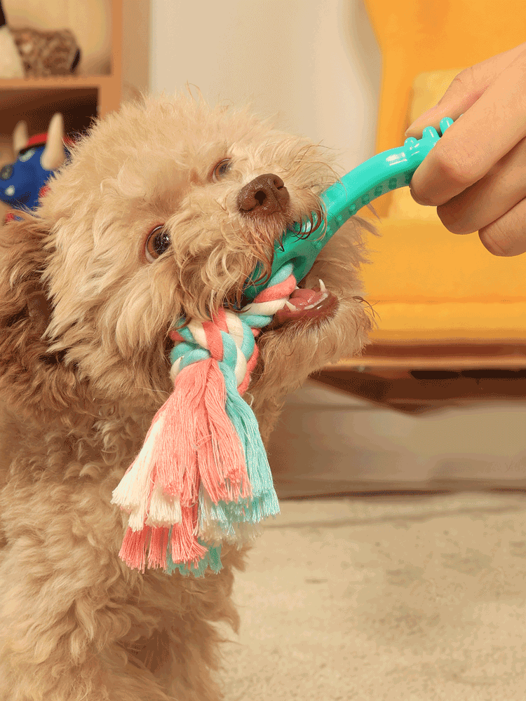 Teddy Molar Toy Puppy Two-Month Tug-of-War Dog